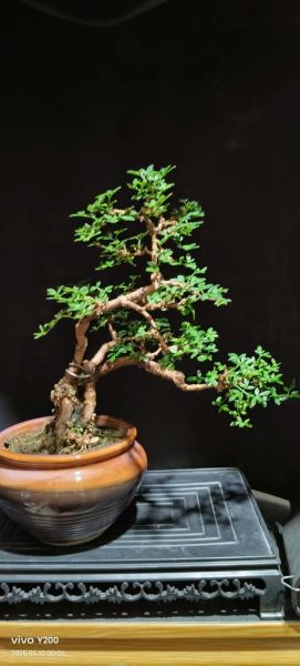 盆景市场前景怎么样_盆景行业赚钱吗