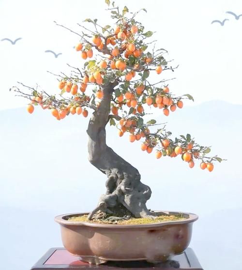 盆景市场前景怎么样_盆景行业赚钱吗