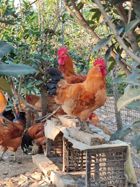 散养土鸡赚钱吗_散养土鸡成本利润分析