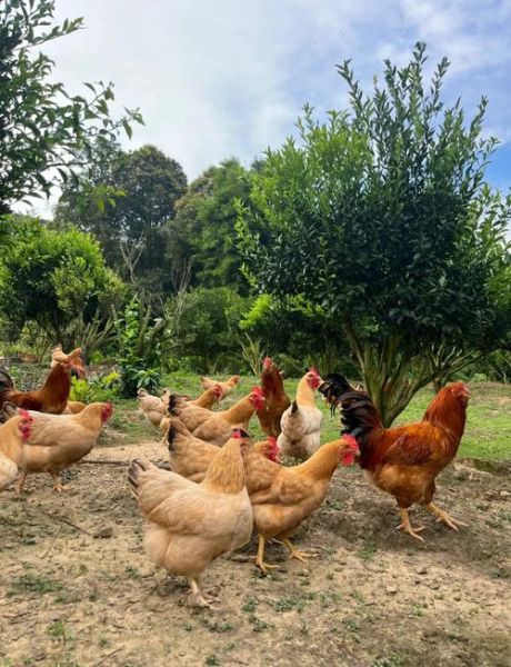 散养土鸡赚钱吗_散养土鸡成本利润分析