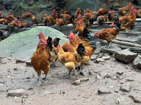 散养土鸡赚钱吗_散养土鸡成本利润分析