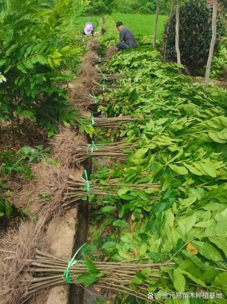 杜仲种植前景如何_杜仲的市场需求有多大