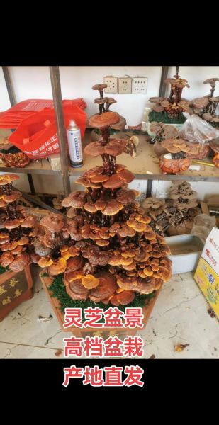 灵芝种植前景怎么样_灵芝行业赚钱吗