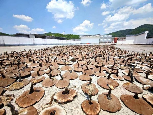 灵芝种植前景怎么样_灵芝行业赚钱吗