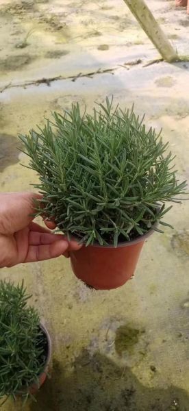 迷迭香前景怎么样_迷迭香种植赚钱吗