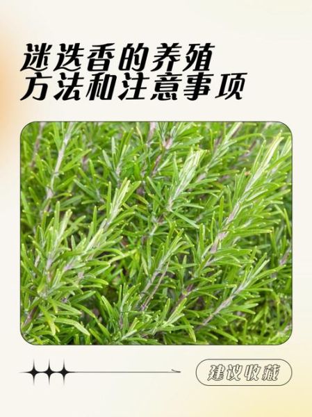 迷迭香前景怎么样_迷迭香种植赚钱吗