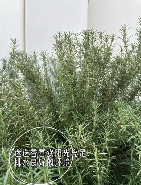 迷迭香前景怎么样_迷迭香种植赚钱吗
