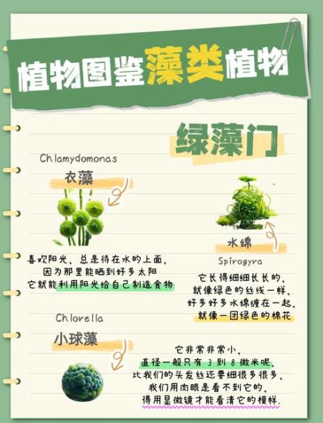 藻类产业前景如何_藻类应用有哪些