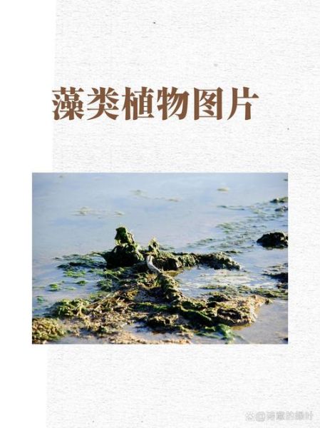 藻类产业前景如何_藻类应用有哪些