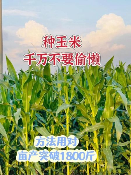 玉米种植前景如何_玉米深加工赚钱吗