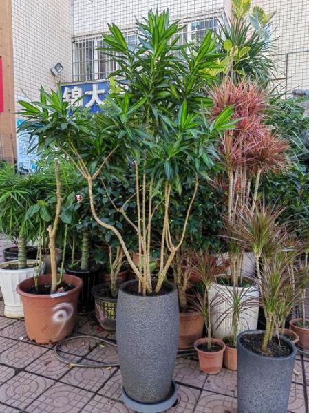 盆栽创业赚钱吗_盆栽市场前景怎么样