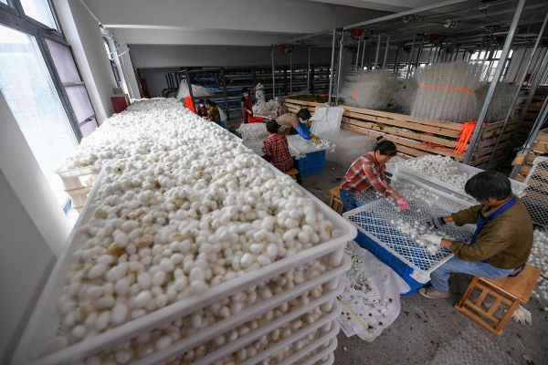 蚕茧价格走势_蚕茧养殖赚钱吗