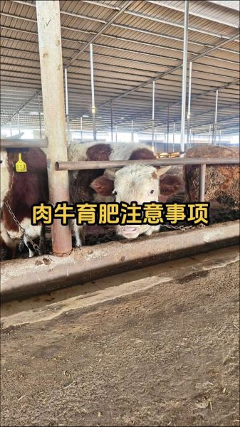 肉牛养殖成本怎么算_肉牛行情未来走势如何