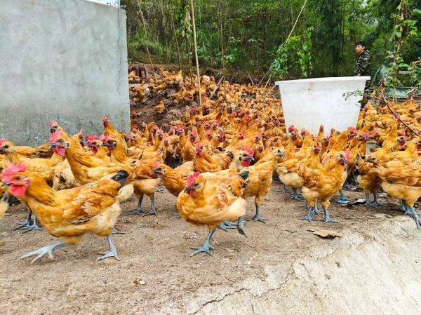 养鸡赚钱吗_2024年养鸡前景怎么样