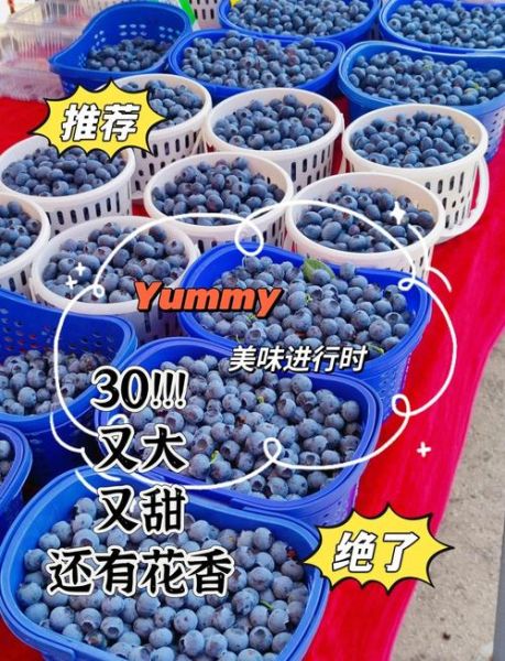 蓝莓市场价多少钱一斤_蓝莓种植前景如何
