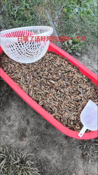 水产养殖什么最赚钱_新手如何起步