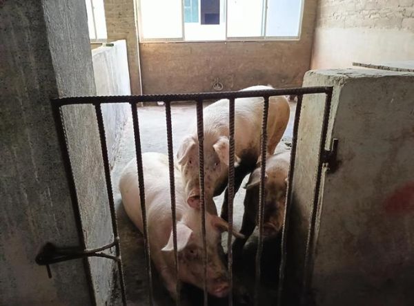 特种养殖业前景怎么样_特种养殖有哪些项目赚钱