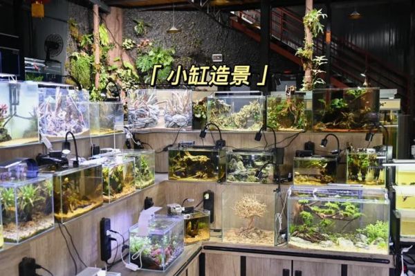 水族店赚钱吗_新手如何开水族店