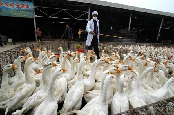 鹅养殖技术_鹅养殖市场前景怎么样