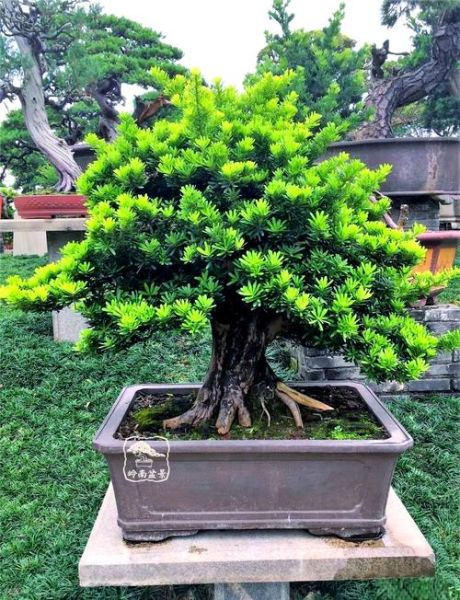 盆景行业前景怎么样_盆景生意赚钱吗