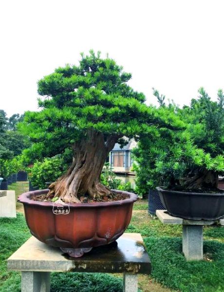 盆景行业前景怎么样_盆景生意赚钱吗