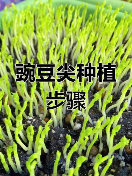 豌豆种植前景怎么样_豌豆价格为何波动大
