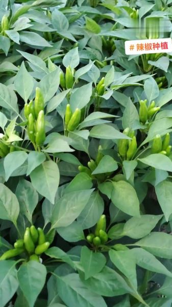 辣椒种植前景如何_辣椒未来市场潜力