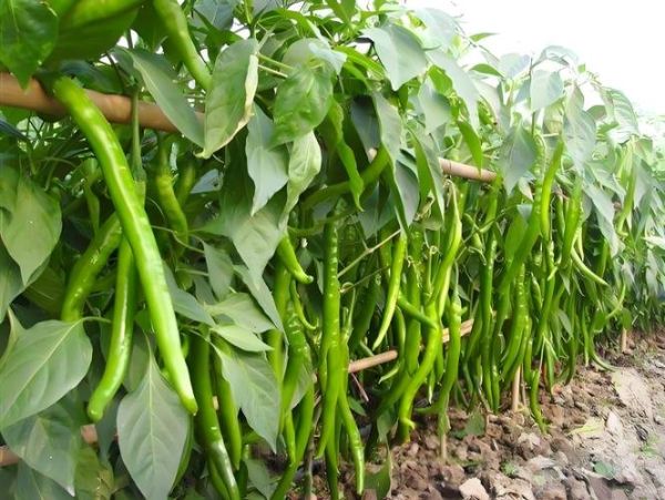 辣椒种植前景如何_辣椒未来市场潜力