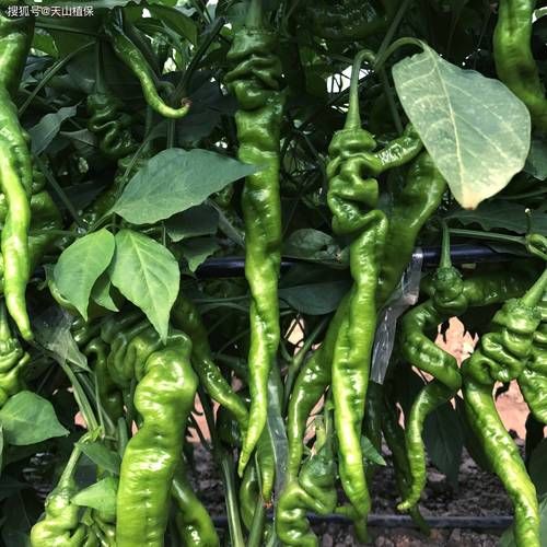 辣椒种植前景如何_辣椒未来市场潜力