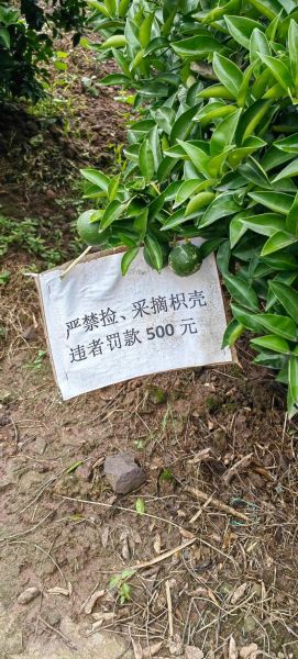 枳壳种植前景怎么样_枳壳市场未来五年走势