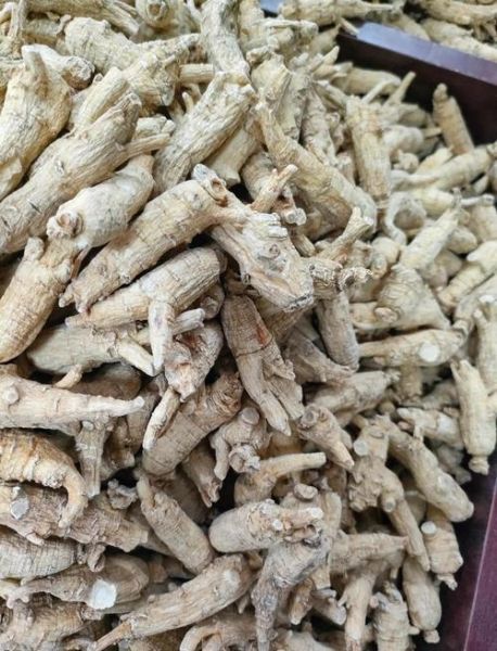 西洋参种植前景怎么样_西洋参种植利润高吗