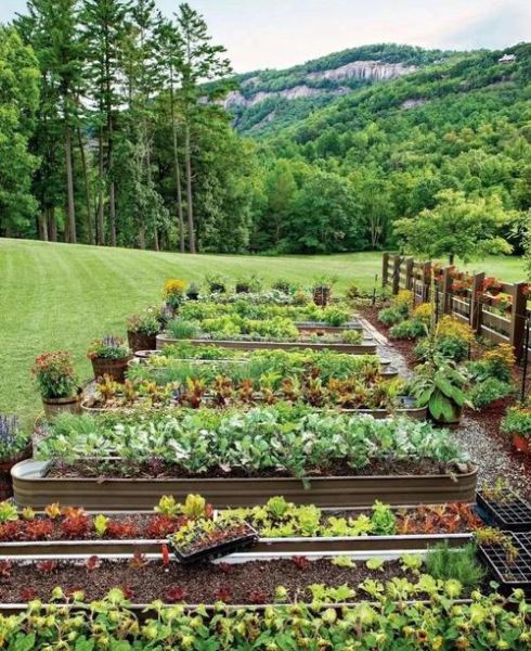 有机蔬菜种植前景怎么样_有机蔬菜市场前景如何