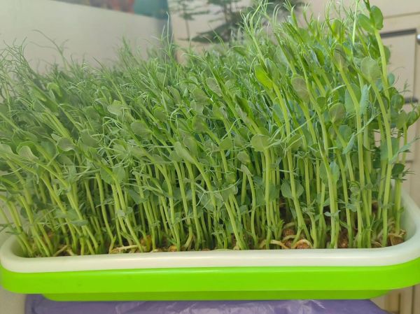 水培蔬菜赚钱吗_水培蔬菜前景如何