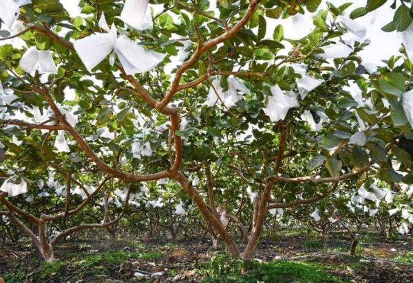 番石榴种植前景如何_番石榴市场前景怎么样