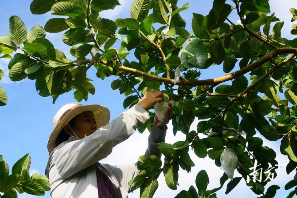 番石榴种植前景如何_番石榴市场前景怎么样