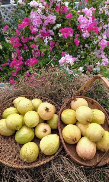 番石榴种植前景如何_番石榴市场前景怎么样