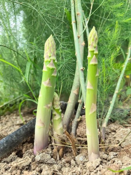 芦笋种植前景如何_芦笋市场未来五年走势