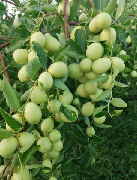 红枣前景怎么样_红枣种植赚钱吗