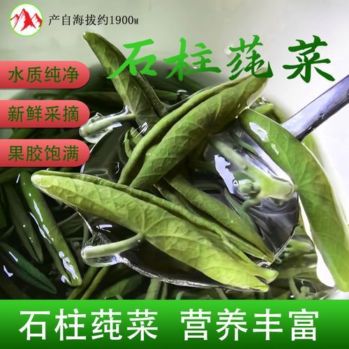 莼菜种植前景怎么样_莼菜市场价格多少钱一斤