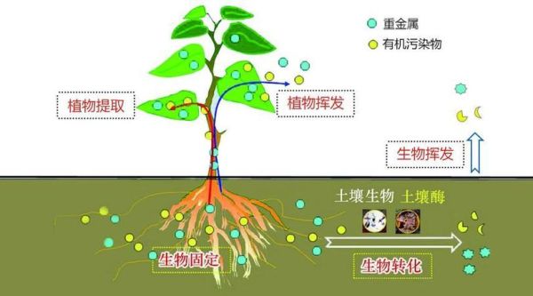 土壤修复技术有哪些_土壤修复多少钱一吨