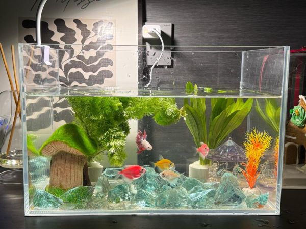 生态鱼缸前景怎么样_生态鱼缸值得投资吗