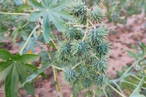 蓖麻种植前景怎么样_蓖麻油市场需求大吗