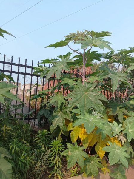 蓖麻种植前景怎么样_蓖麻油市场需求大吗