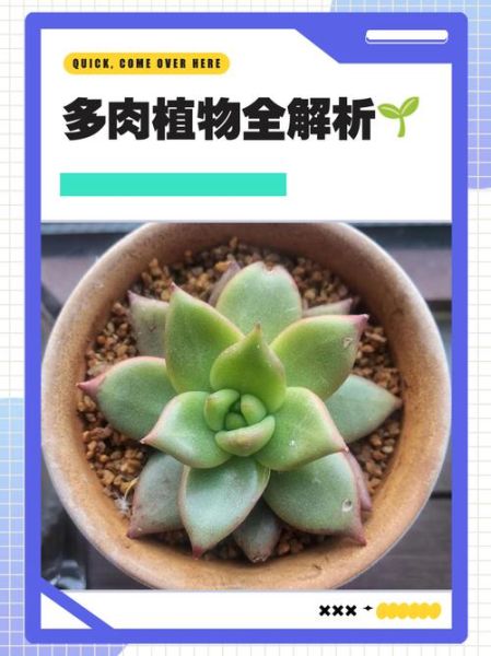 多肉植物赚钱吗_2024年市场前景分析