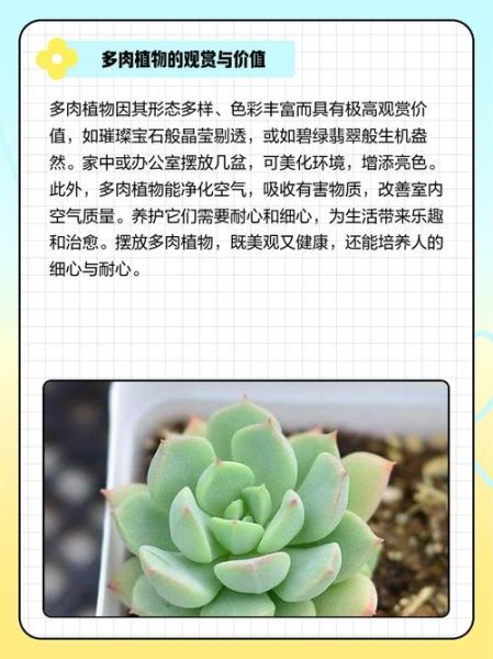 多肉植物赚钱吗_2024年市场前景分析