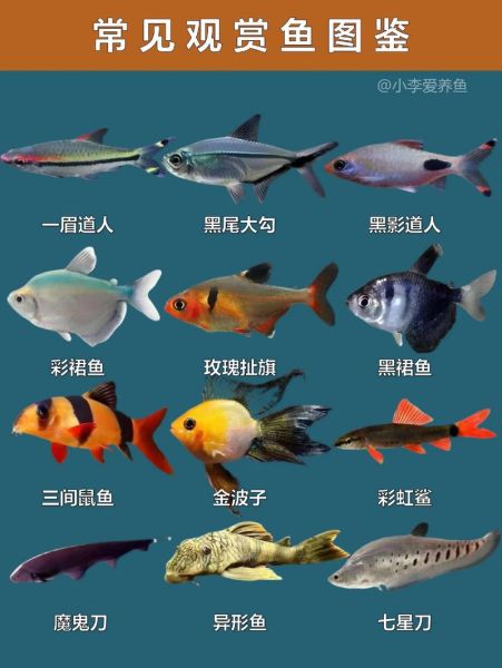 观赏鱼赚钱吗_新手养什么品种好