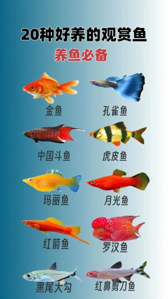 观赏鱼赚钱吗_新手养什么品种好