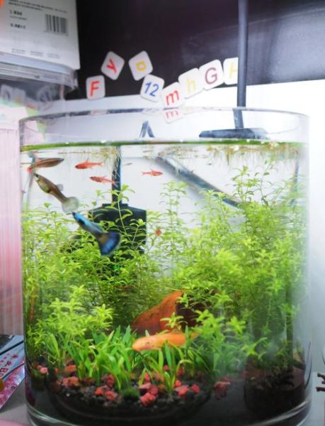 鱼缸前景草怎么选_前景草多久修剪一次