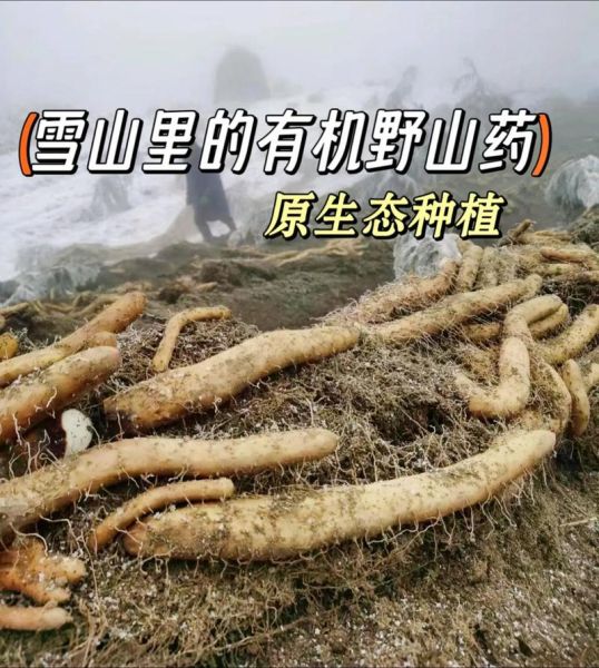 山药种植前景怎么样_2024年山药价格会涨吗