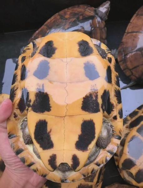 南石龟价格走势_南石龟养殖前景怎么样